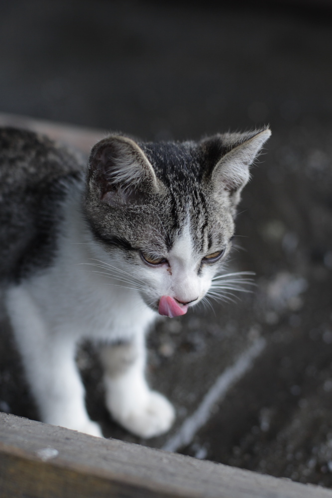 ﾆｬﾝ　ｗ