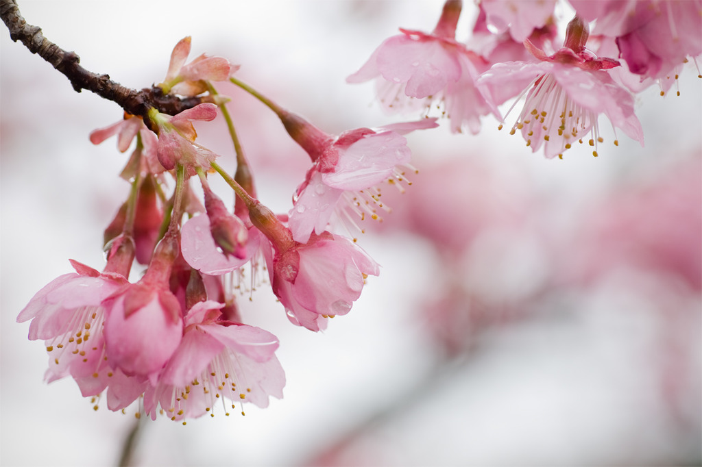 桜004