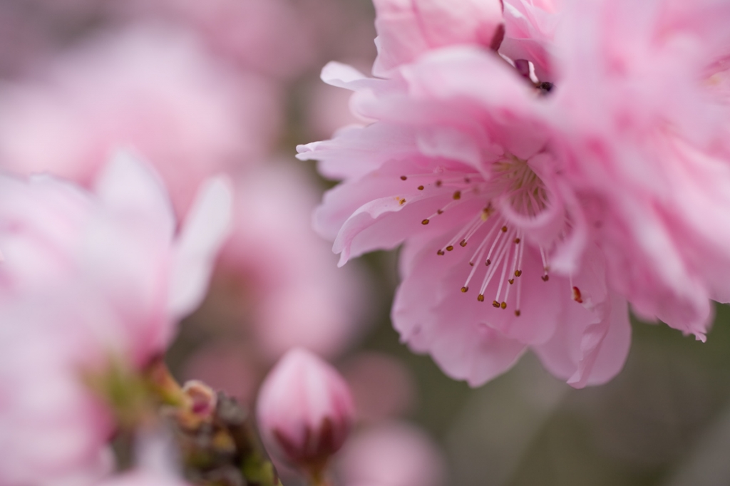 八重桜01