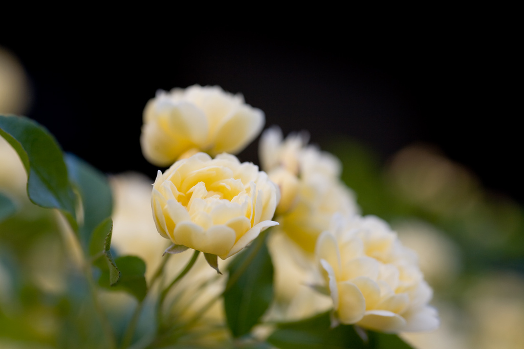 薔薇