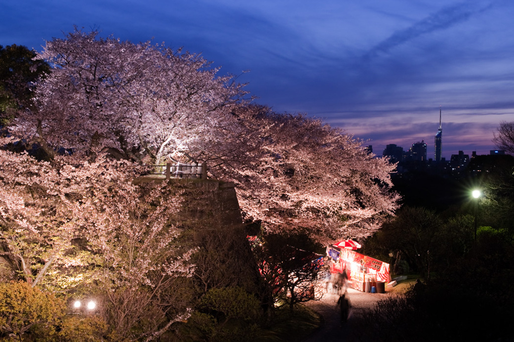 夜桜