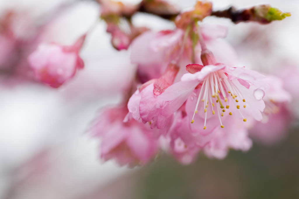 桜003