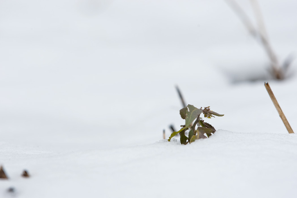 雪景色_002