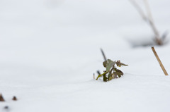 雪景色_002