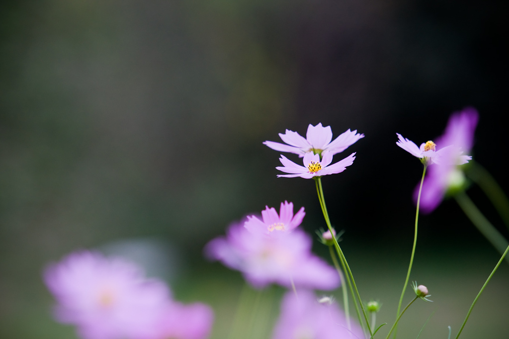 秋桜