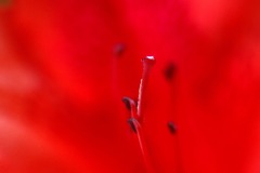 花粉