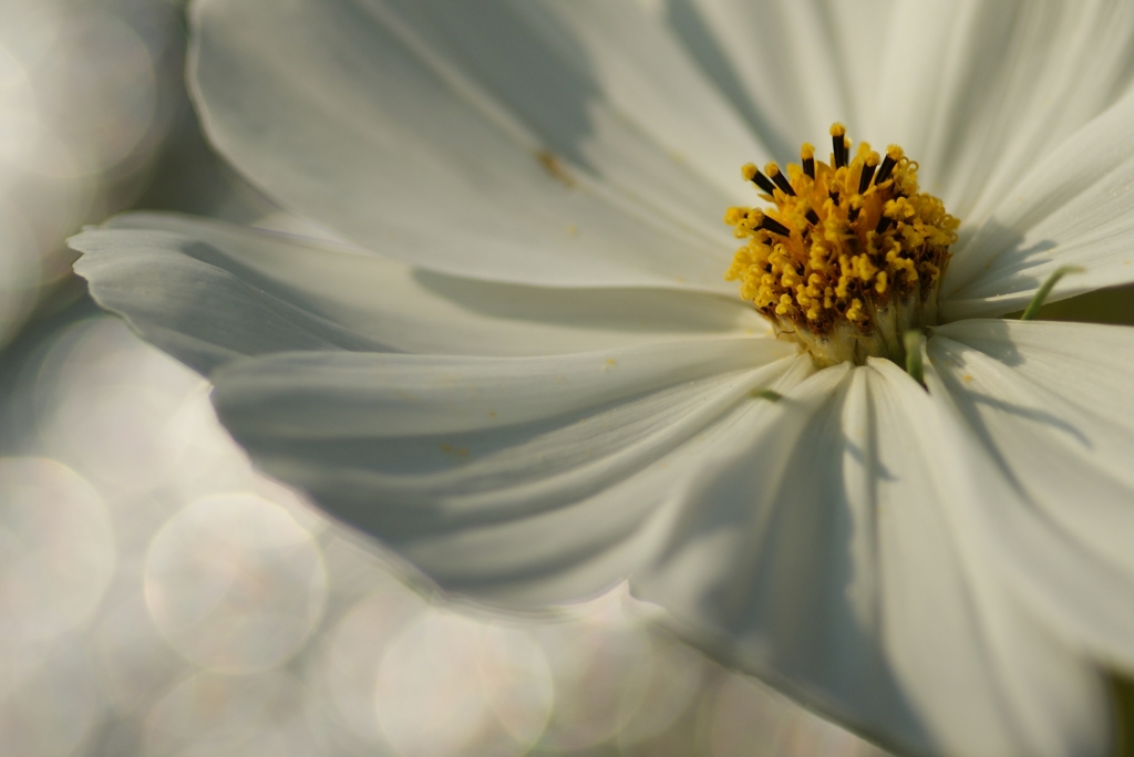 十月の花嫁