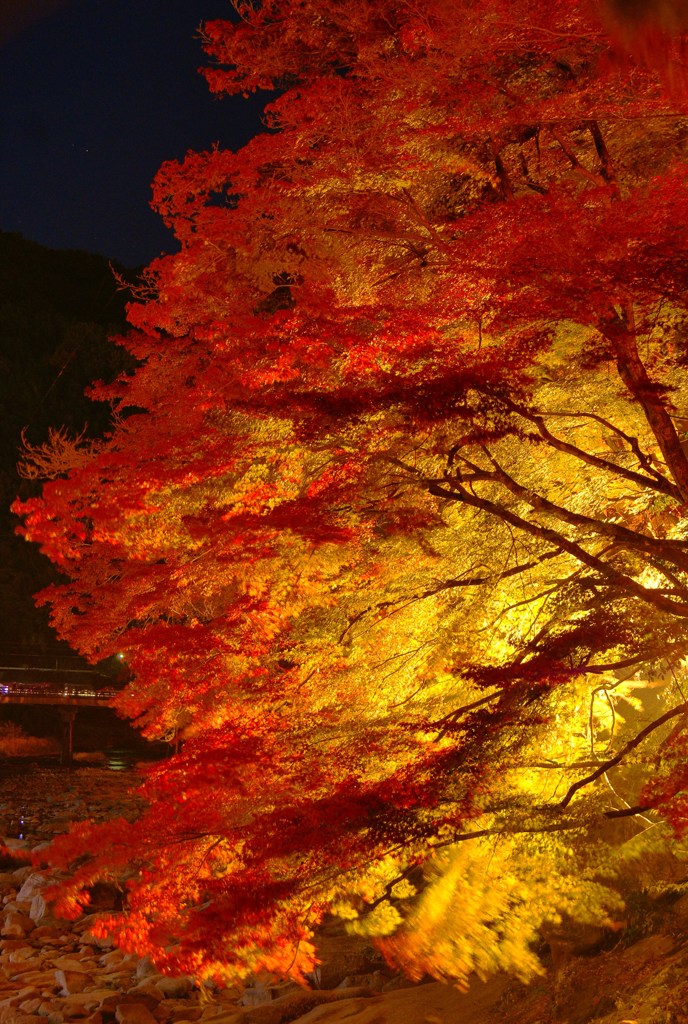 燃え咲く紅葉