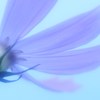 透過