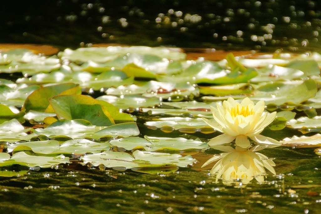 極楽浄土
