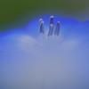 蒼い幻想
