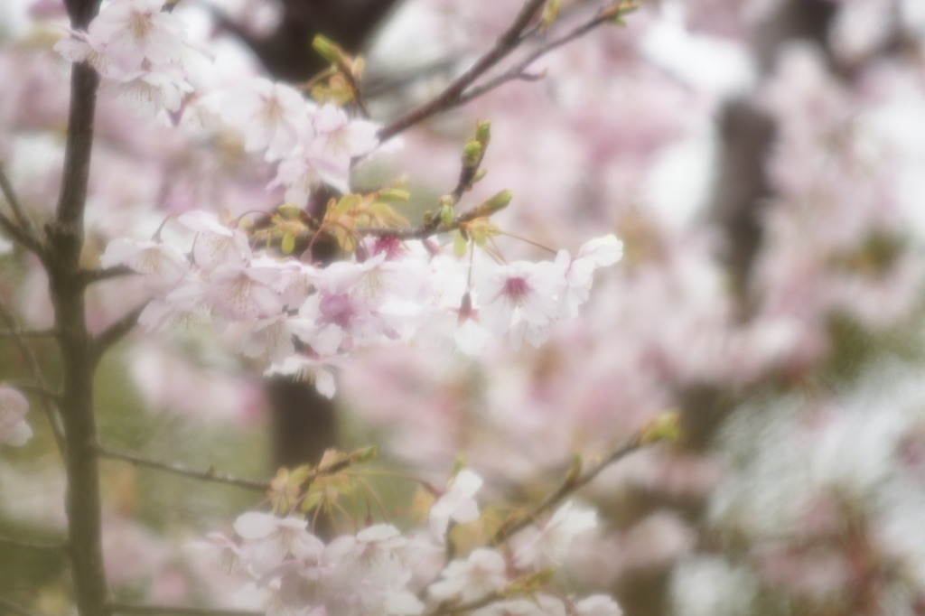 春風の囁き