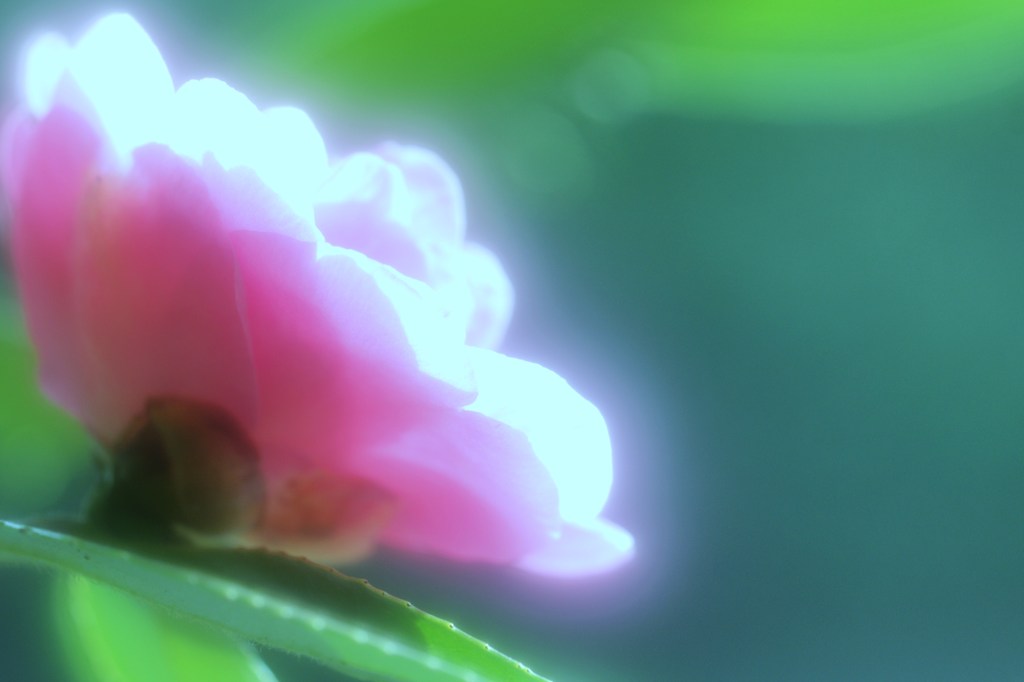 発光