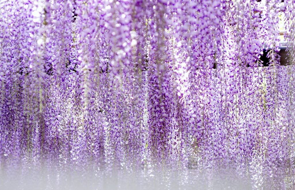 春の雨