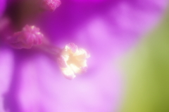 開花（ブーゲンビリア）
