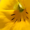 春光
