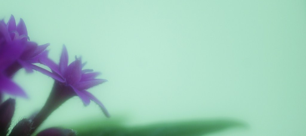 水中花・・^^;