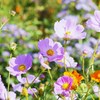 華やかな時