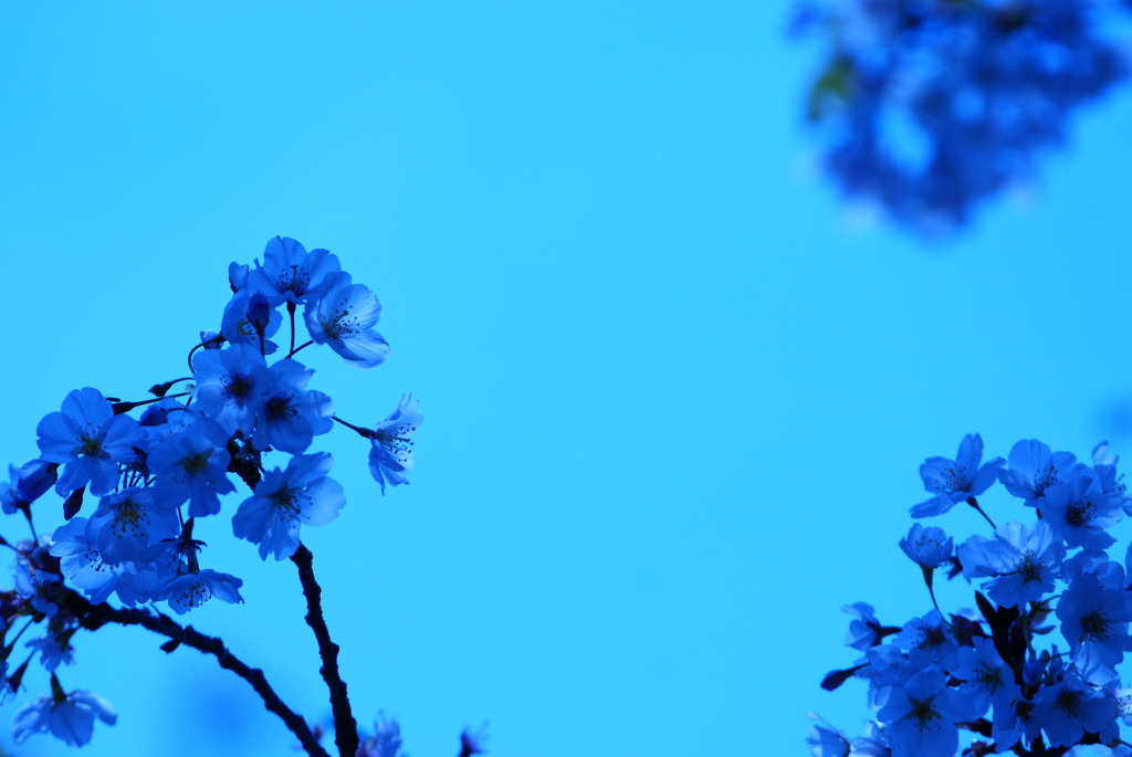 桜