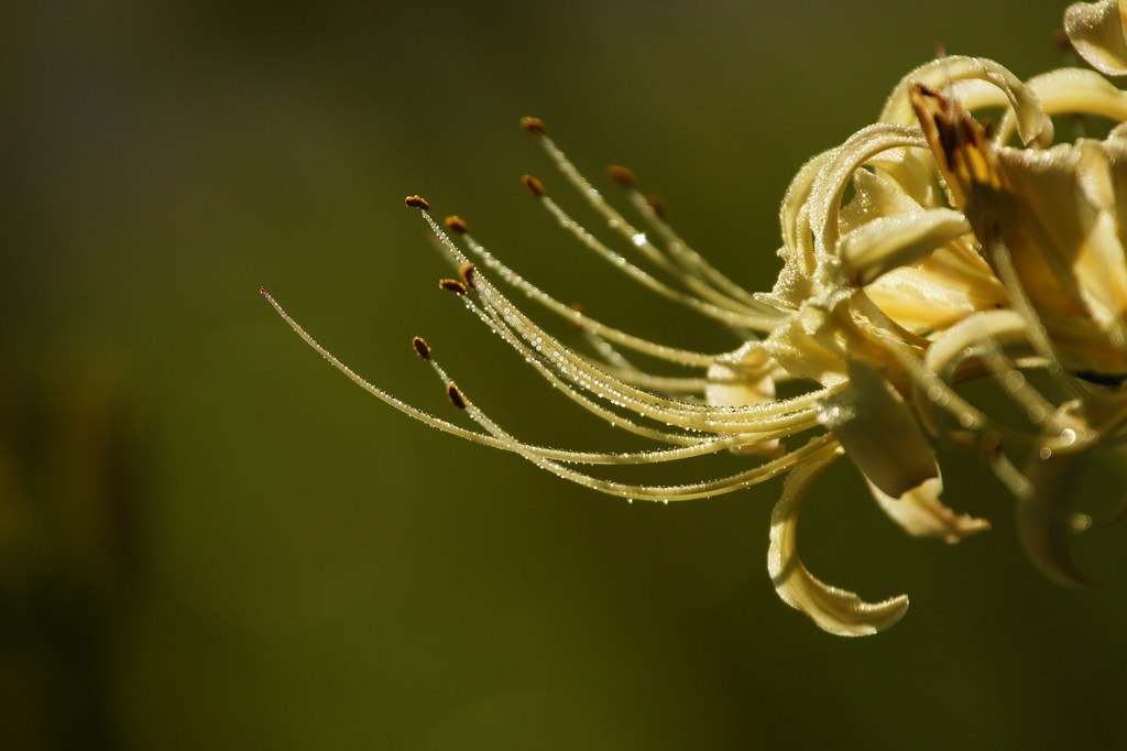 曼珠沙華