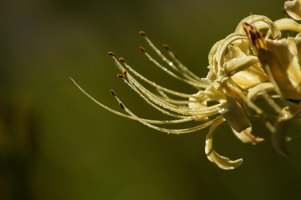 曼珠沙華