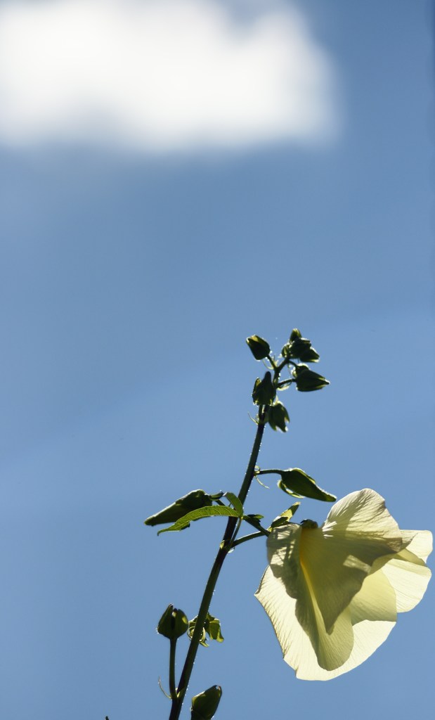 空高く