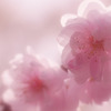 桜色
