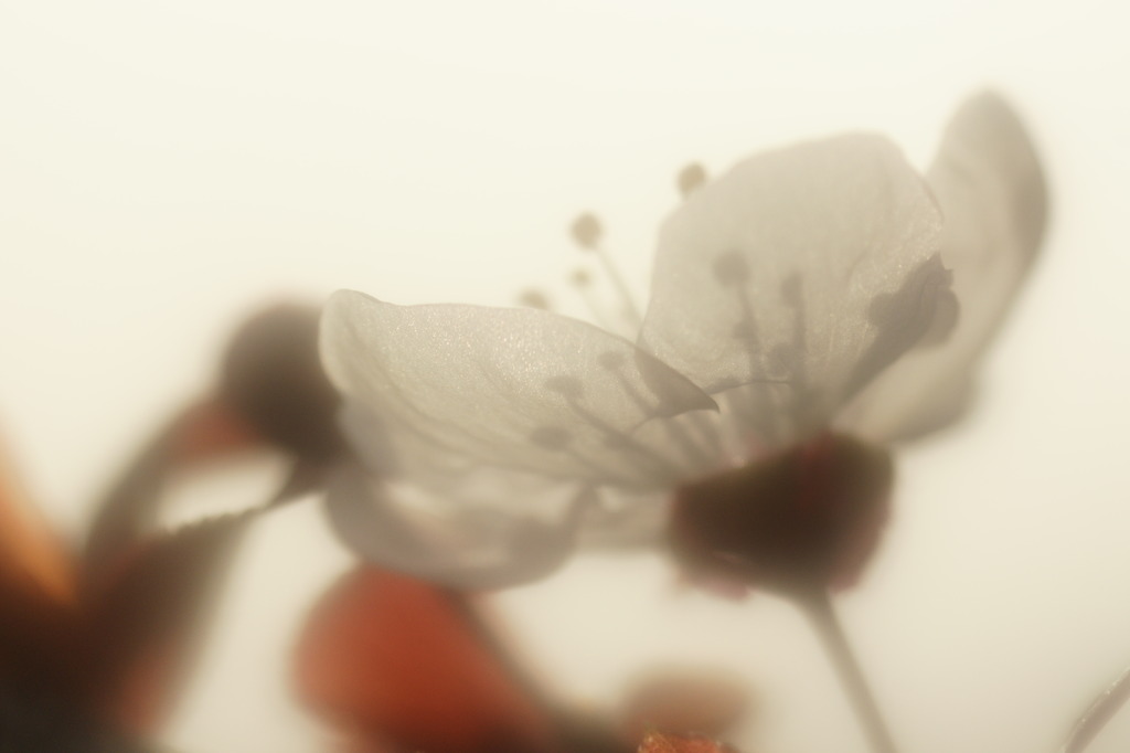 陽光