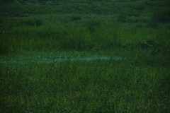 緑海