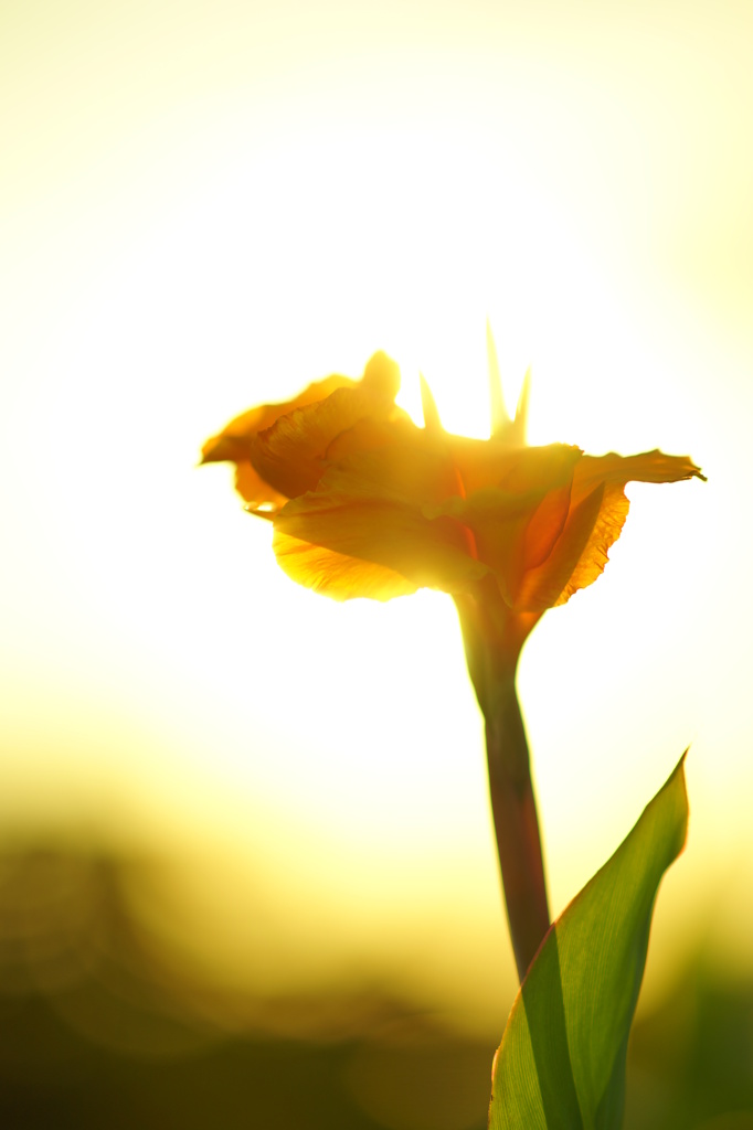 夕日纏って