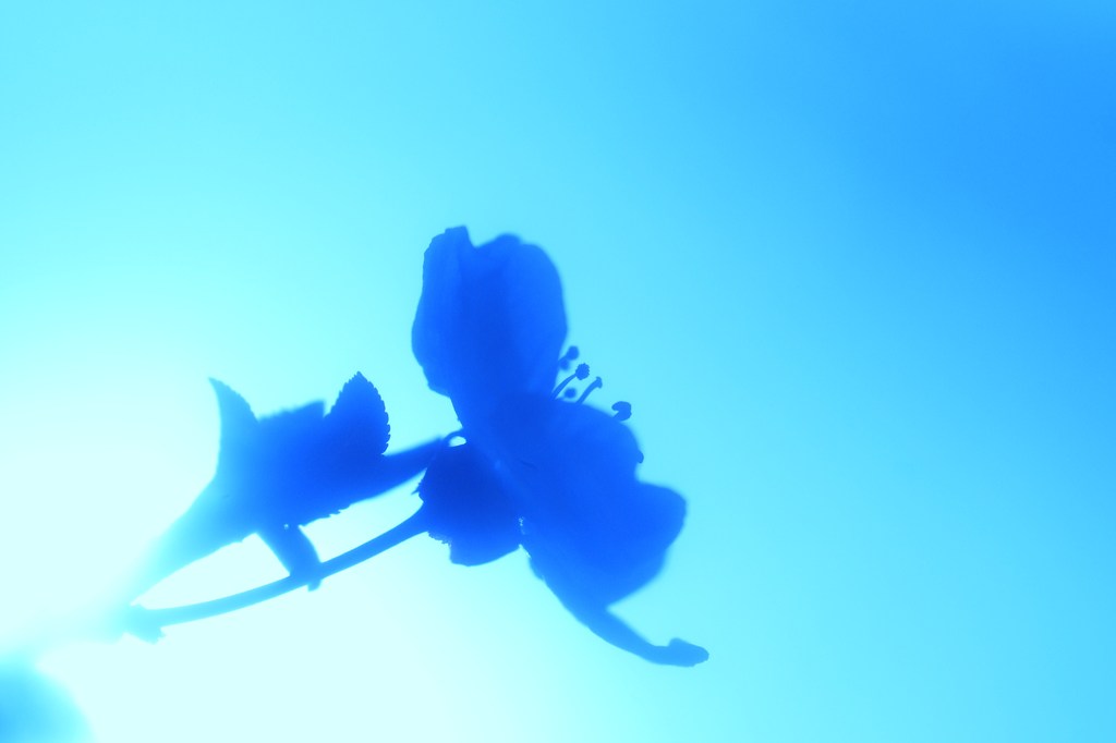 開花