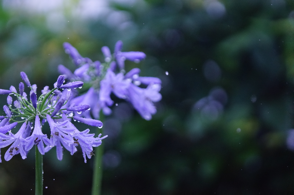 雨降る中で