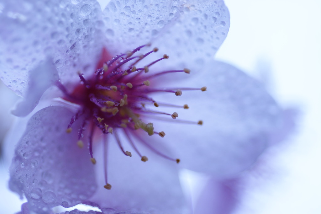 春雨