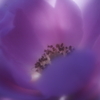 淡光