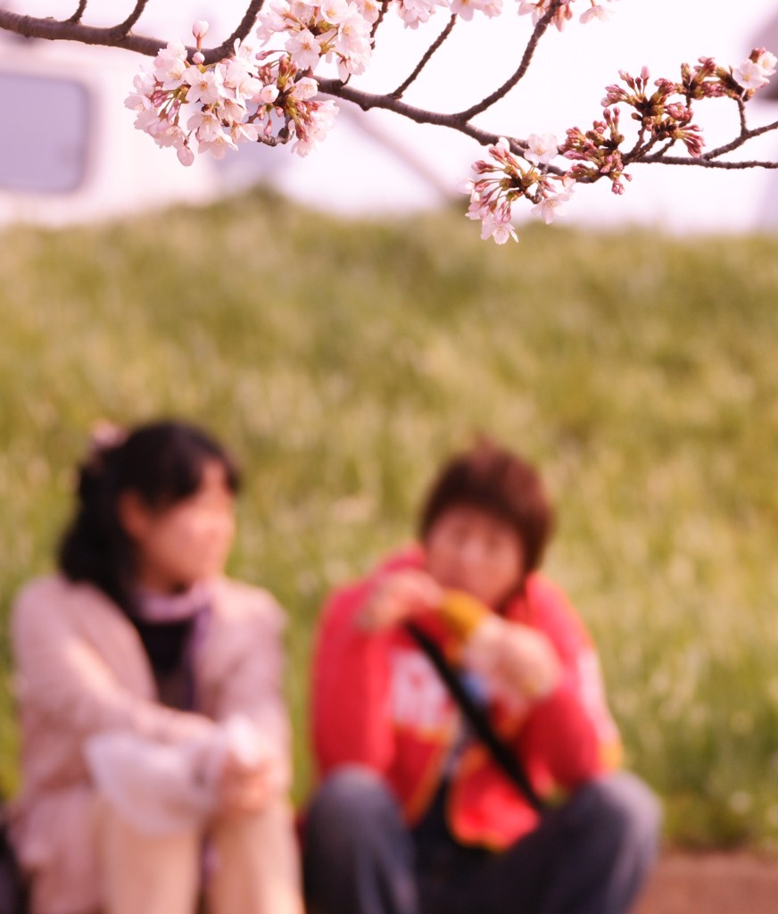 桜の木の下で