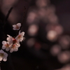 春迎賛歌