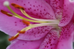 綺麗な花にはとげがある