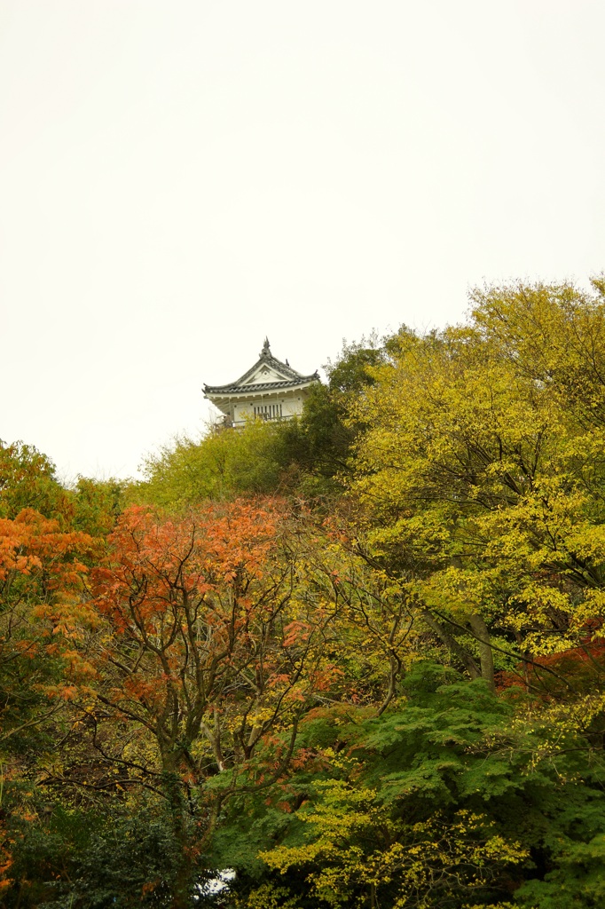 錦に聳える浜松城