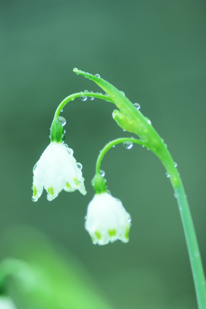 雨に打たれて・・