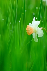 春雨に濡れて