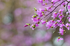 春雨