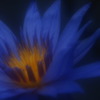 蒼の旋律