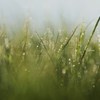 草原の輝き