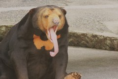 僕つかれちゃった・・