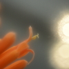 誘われて・・