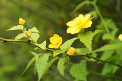 路傍の花Ⅱ