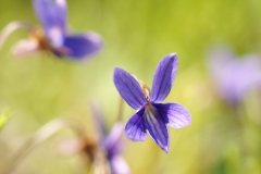 庭の花