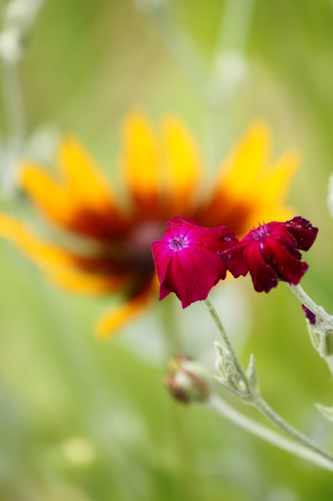 花３