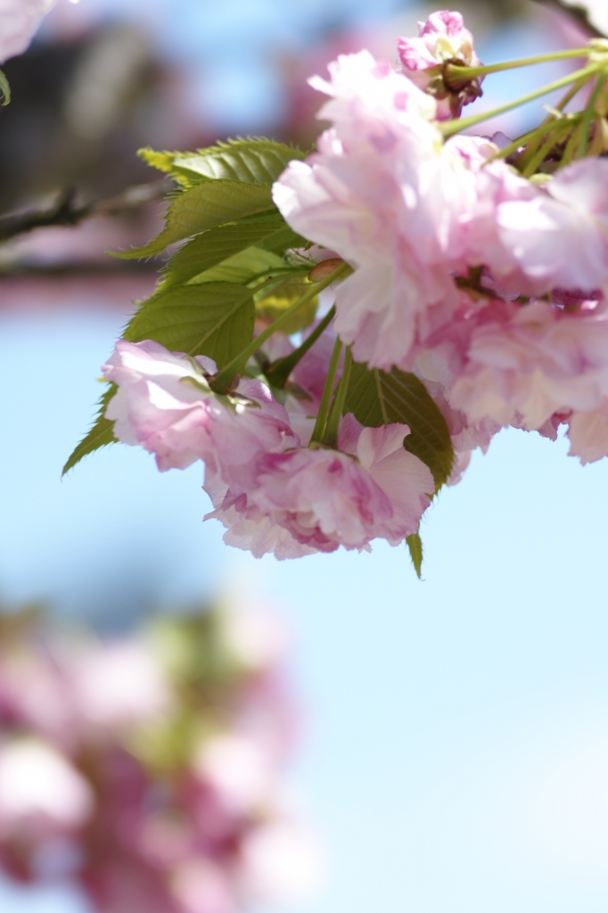 八重桜