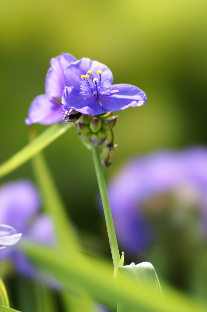 紫の花